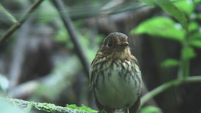 Ockerbrust-Ameisenpitta - ML630157872