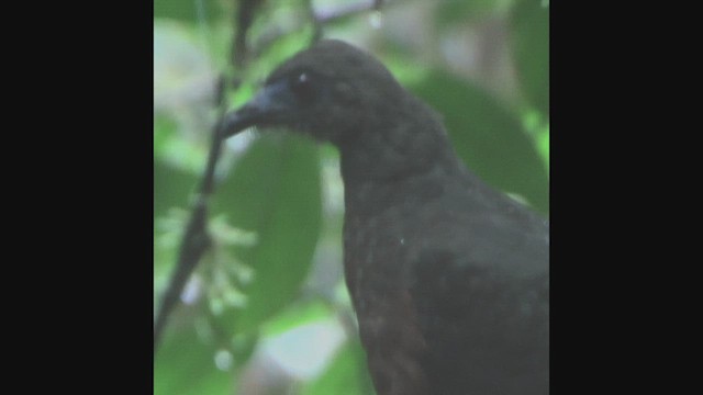 Sickle-winged Guan - ML630157878
