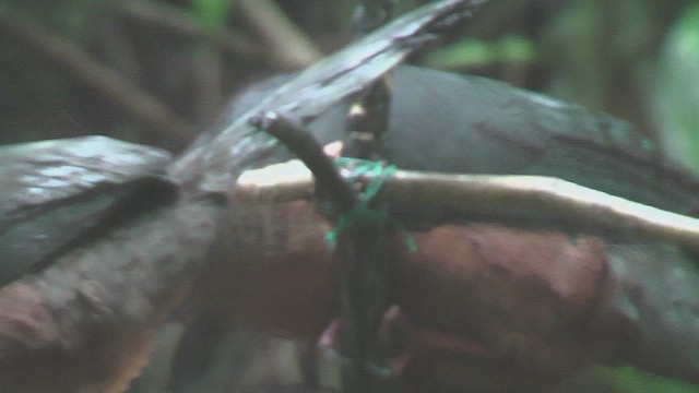 Sickle-winged Guan - ML630157884