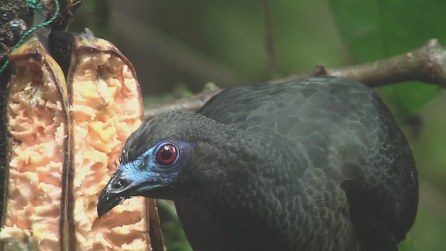 Sickle-winged Guan - ML630157885