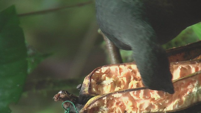 Sickle-winged Guan - ML630157886