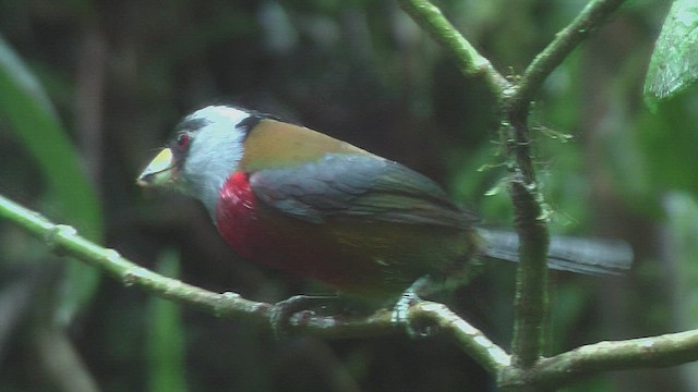 Toucan Barbet - ML630157920