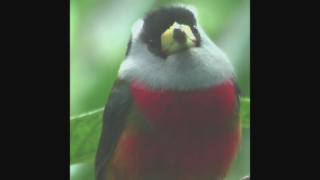 Toucan Barbet - ML630157922