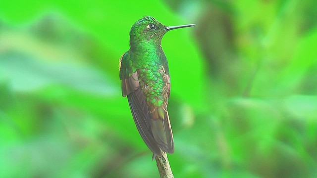 okerstjertkolibri - ML630158005