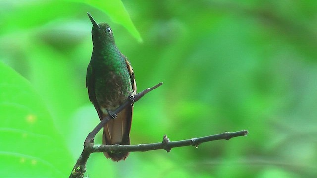 okerstjertkolibri - ML630158006