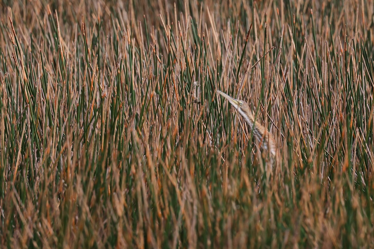 American Bittern - ML630158084