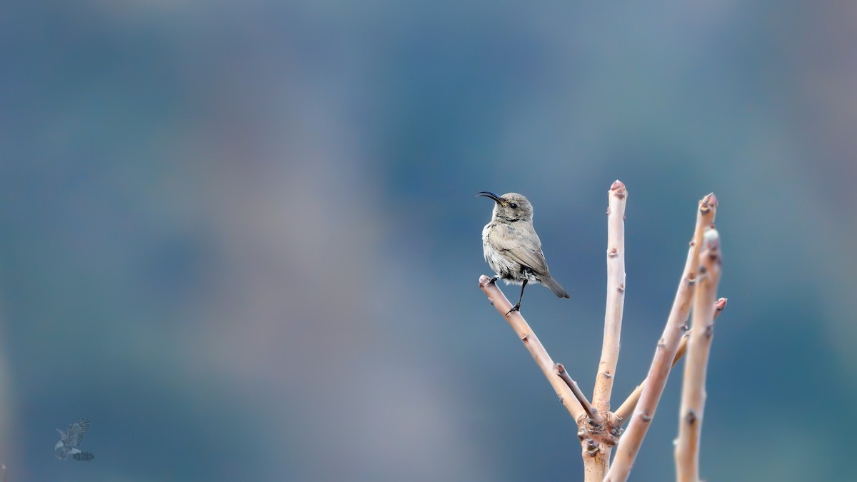 Palestine Sunbird - ML630158088