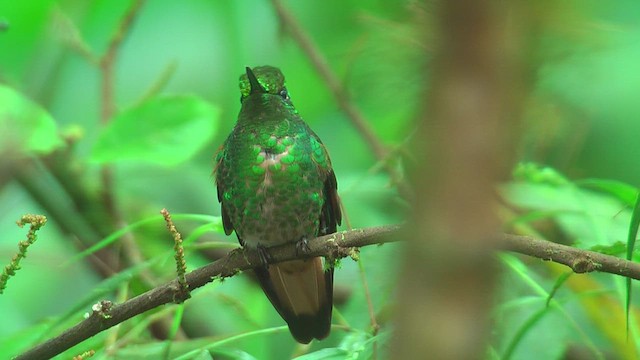 Fawn-breasted Brilliant - ML630158213