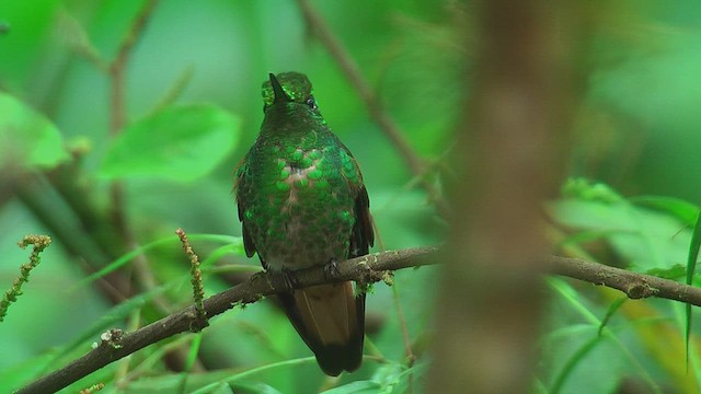 Fawn-breasted Brilliant - ML630158214