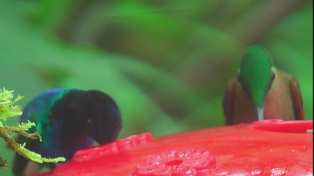Fawn-breasted Brilliant - ML630158215