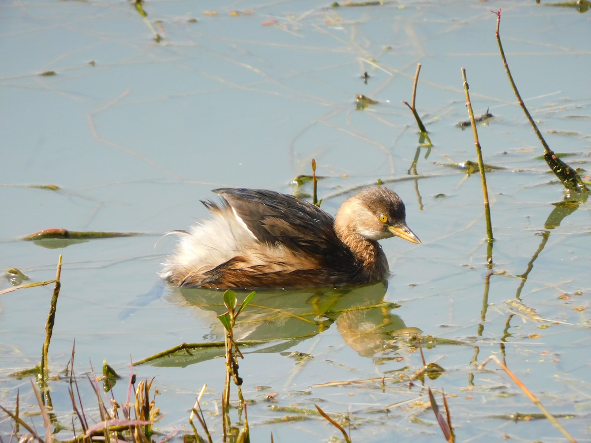 Little Grebe - JISHNU  K
