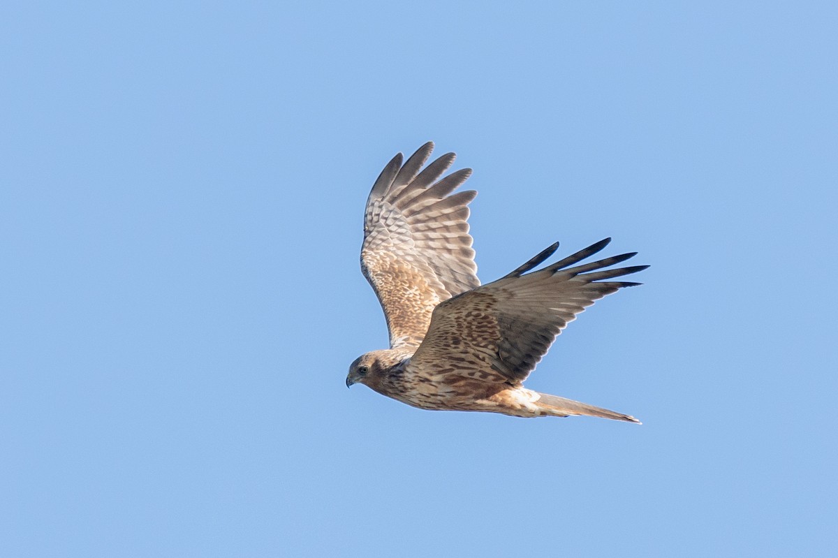 Eastern Marsh Harrier - ML630158272