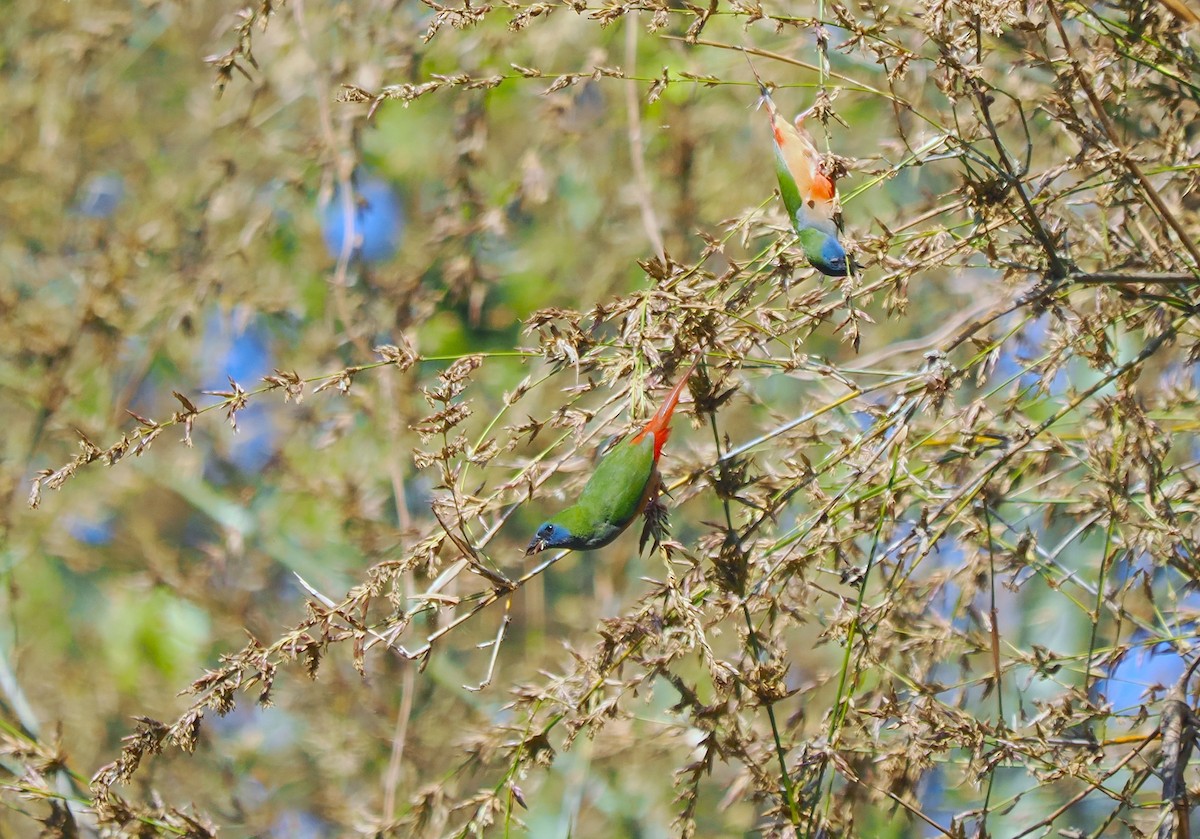 Pin-tailed Parrotfinch - ML630158354