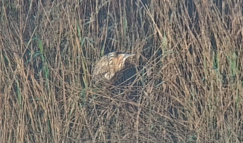 Усны бух шувуу - ML630158432