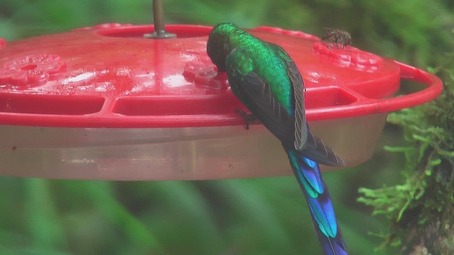 Violet-tailed Sylph - ML630158440