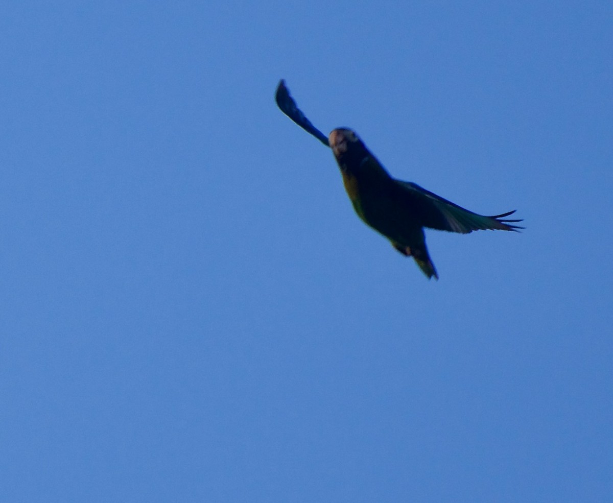 Brown-hooded Parrot - ML630158561