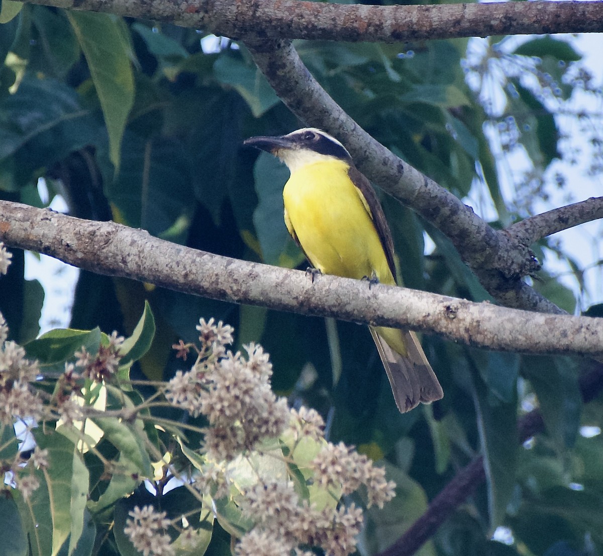 Boat-billed Flycatcher - ML630158588