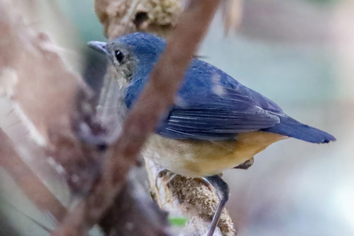 Firethroat - ML630158653