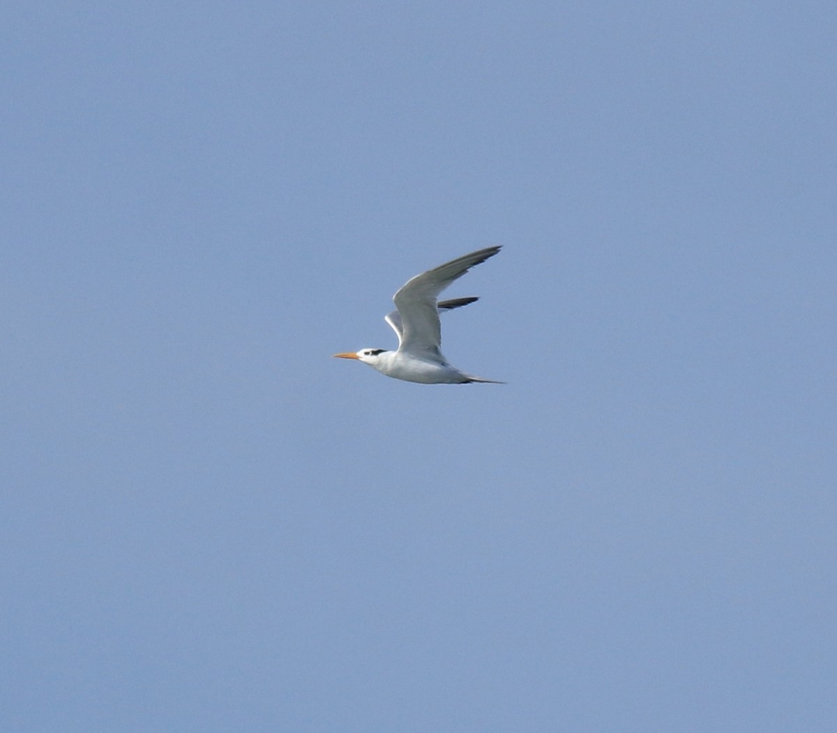 Lesser Crested Tern - ML630158774