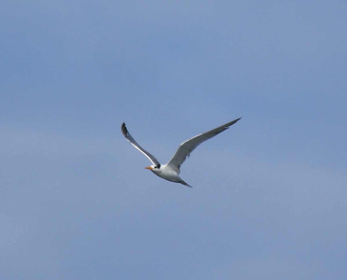 Lesser Crested Tern - ML630158775