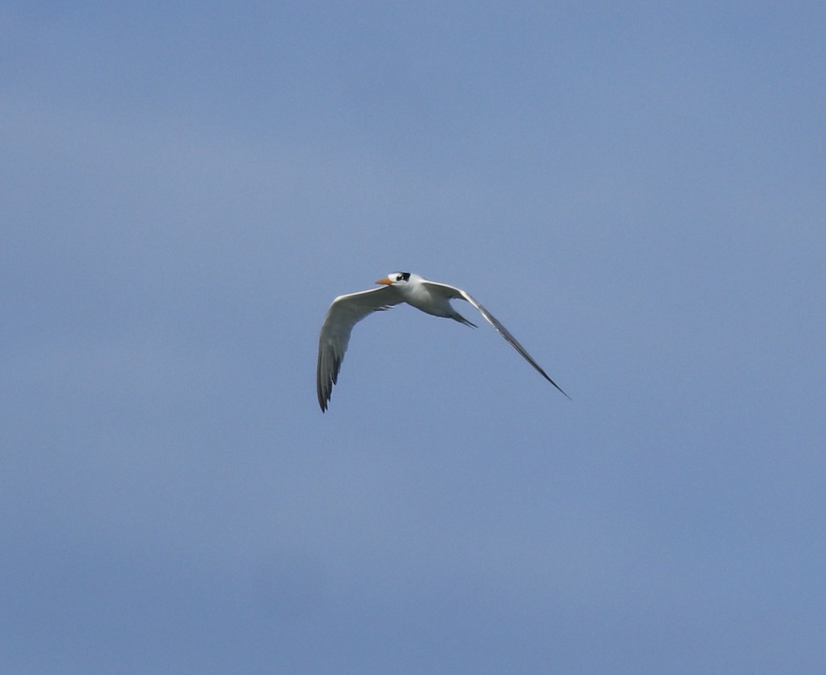 Lesser Crested Tern - ML630158776