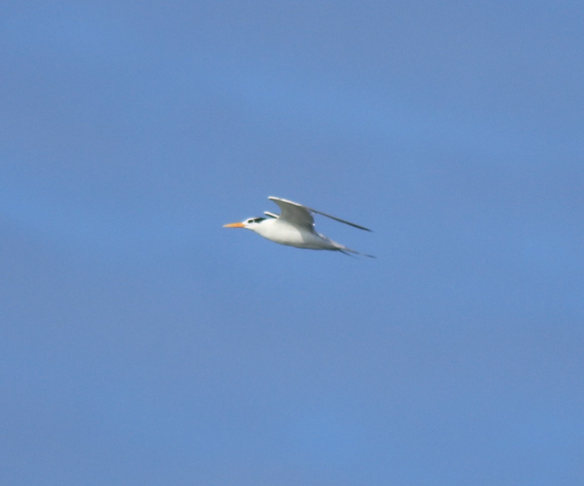 Lesser Crested Tern - ML630158777