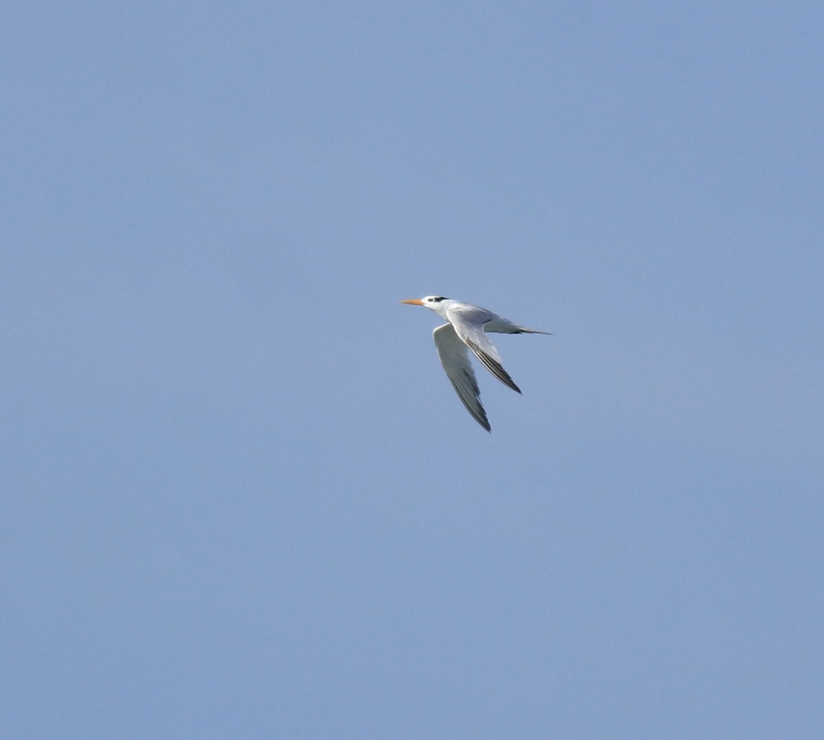 Lesser Crested Tern - ML630158778