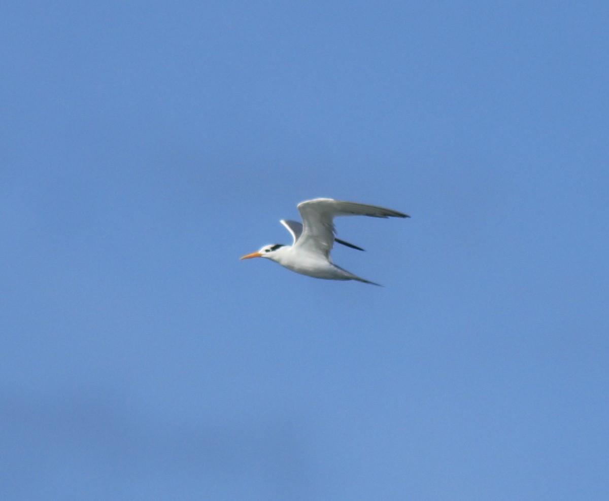 Lesser Crested Tern - ML630158779