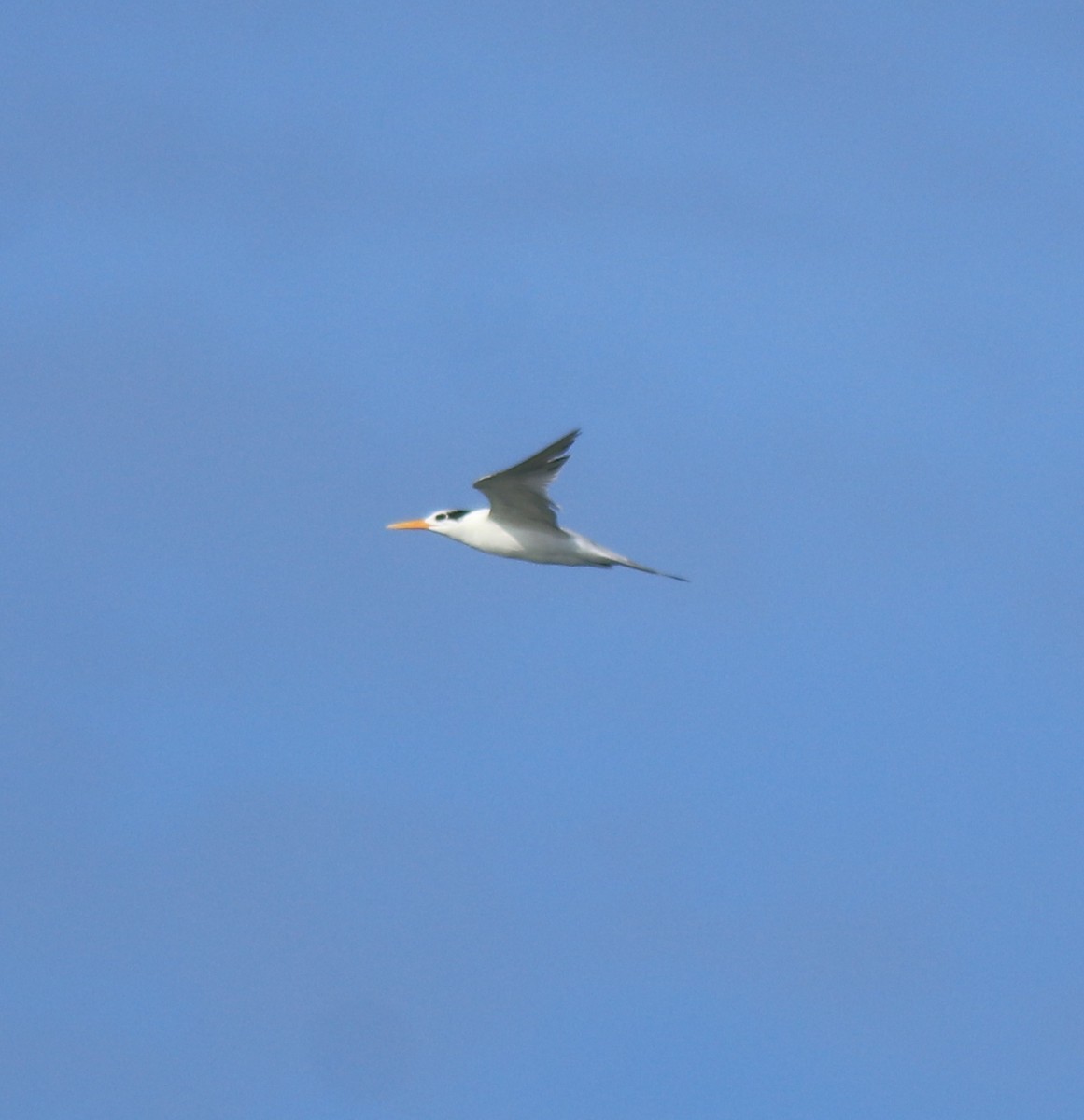 Lesser Crested Tern - ML630158780