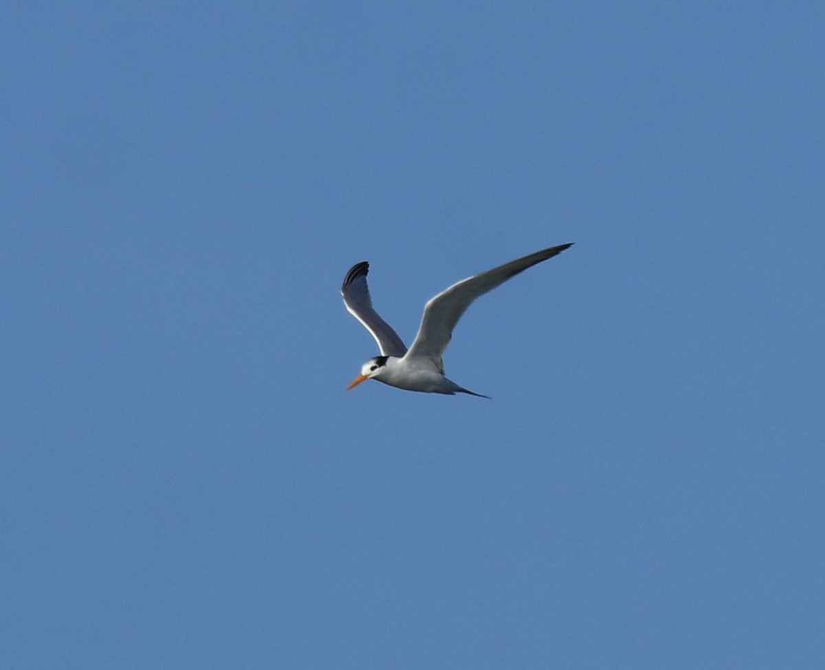 Lesser Crested Tern - ML630158781