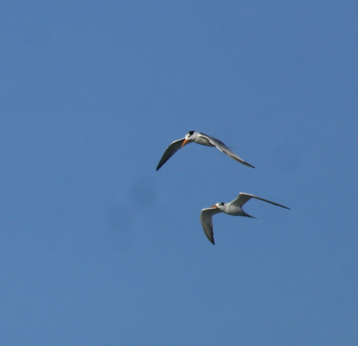 Lesser Crested Tern - ML630158782