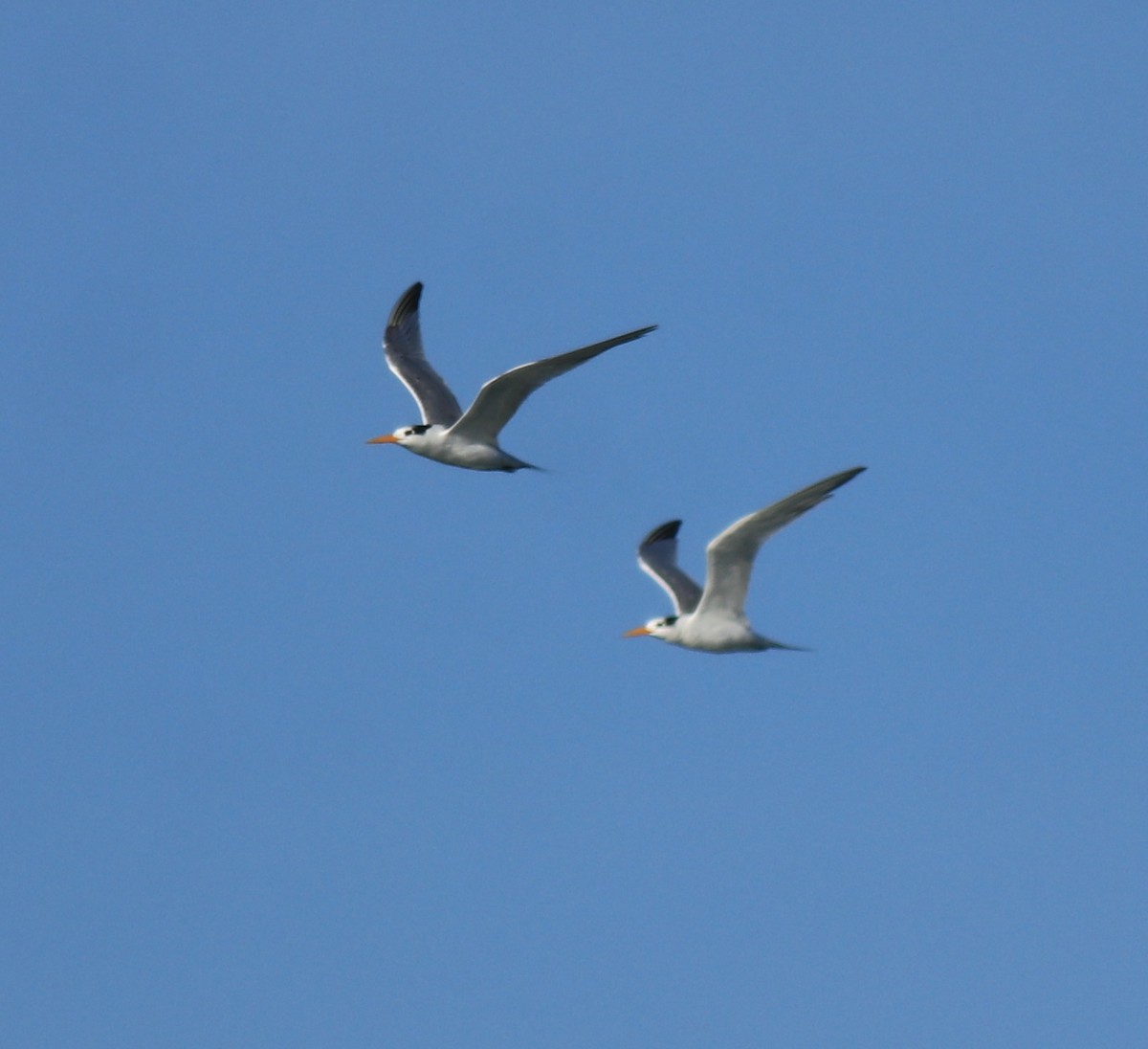 Lesser Crested Tern - ML630158783