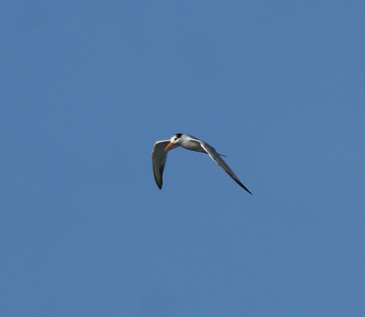 Lesser Crested Tern - ML630158784