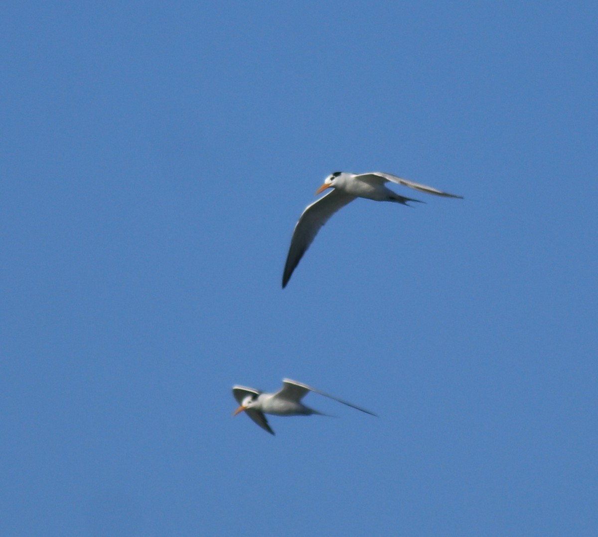 Lesser Crested Tern - ML630158785