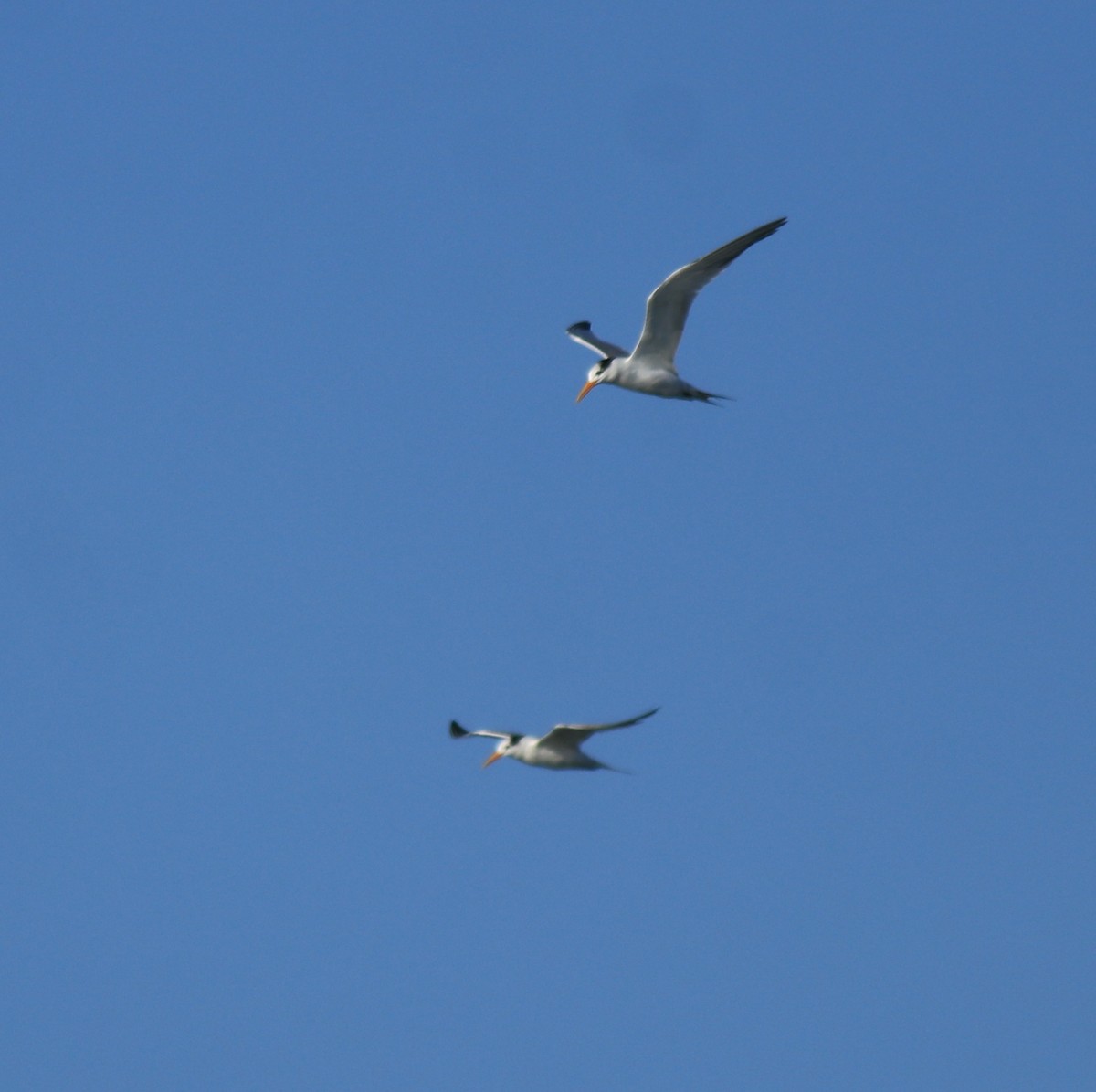 Lesser Crested Tern - ML630158786