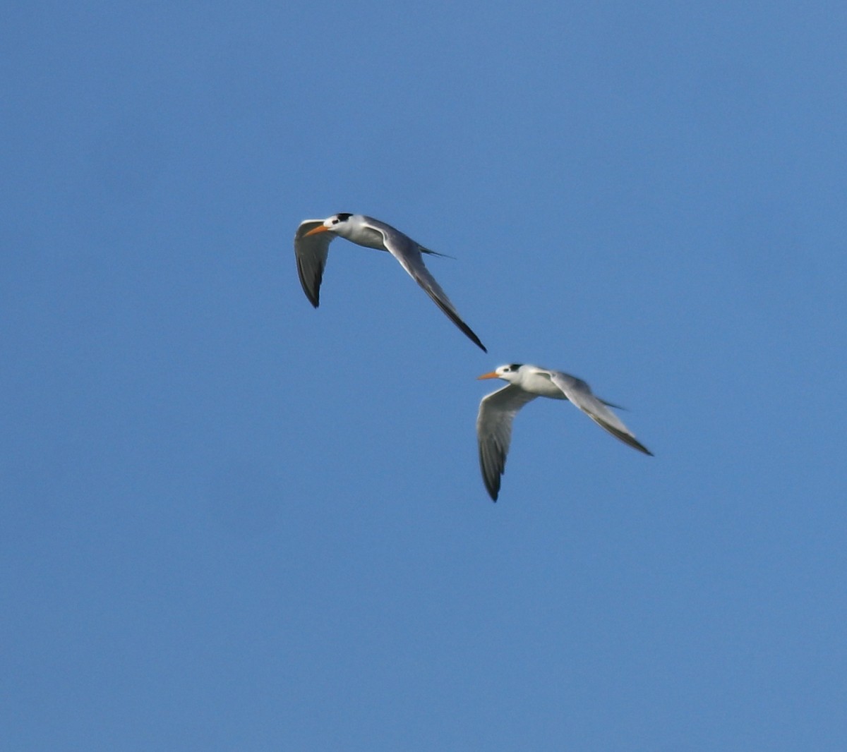 Lesser Crested Tern - ML630158787