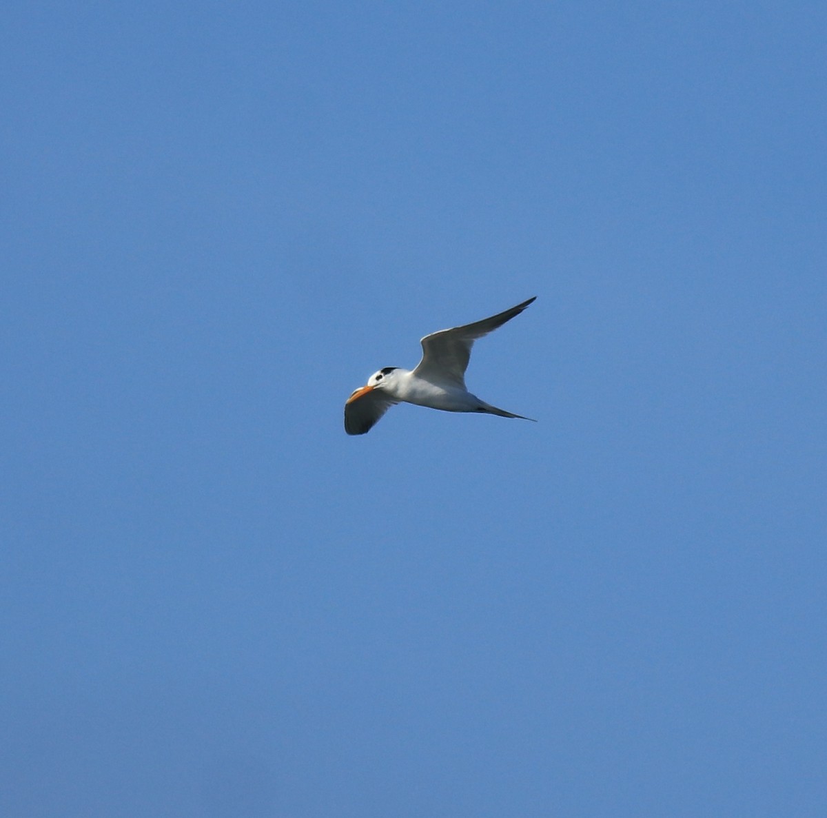 Lesser Crested Tern - ML630158809