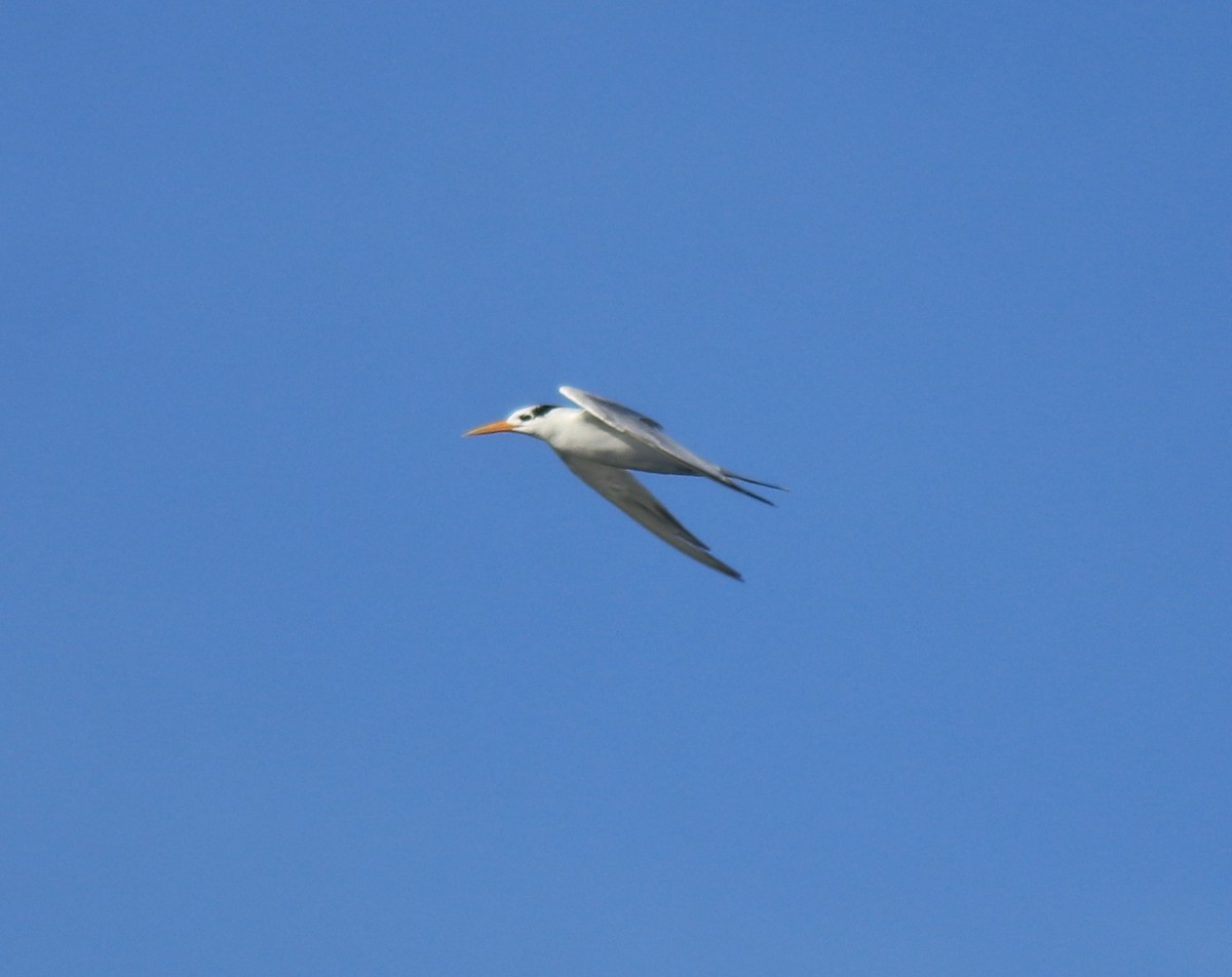 Lesser Crested Tern - ML630158810