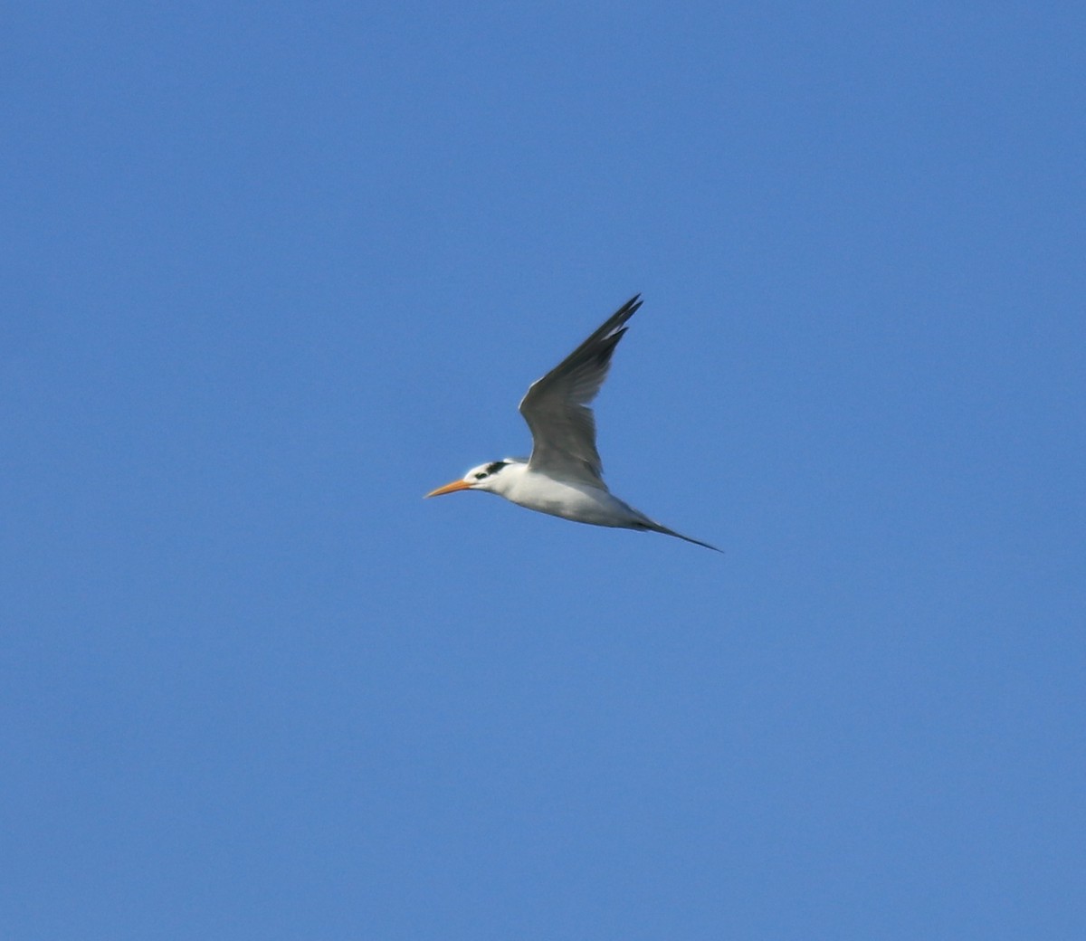 Lesser Crested Tern - ML630158811