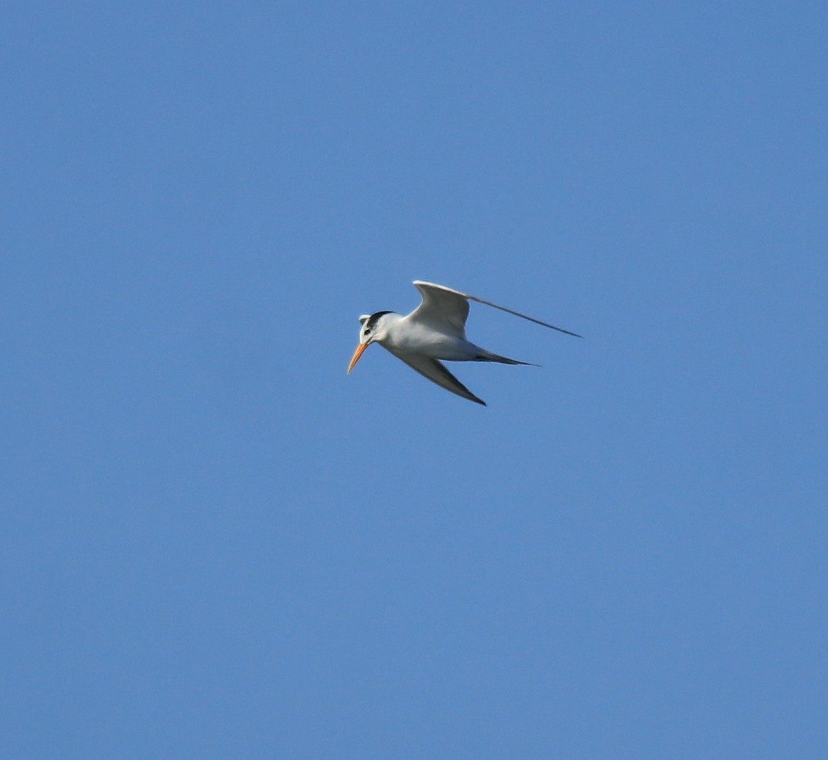 Lesser Crested Tern - ML630158812