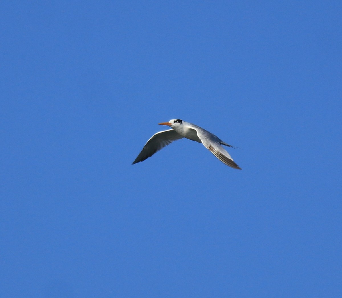 Lesser Crested Tern - ML630158813