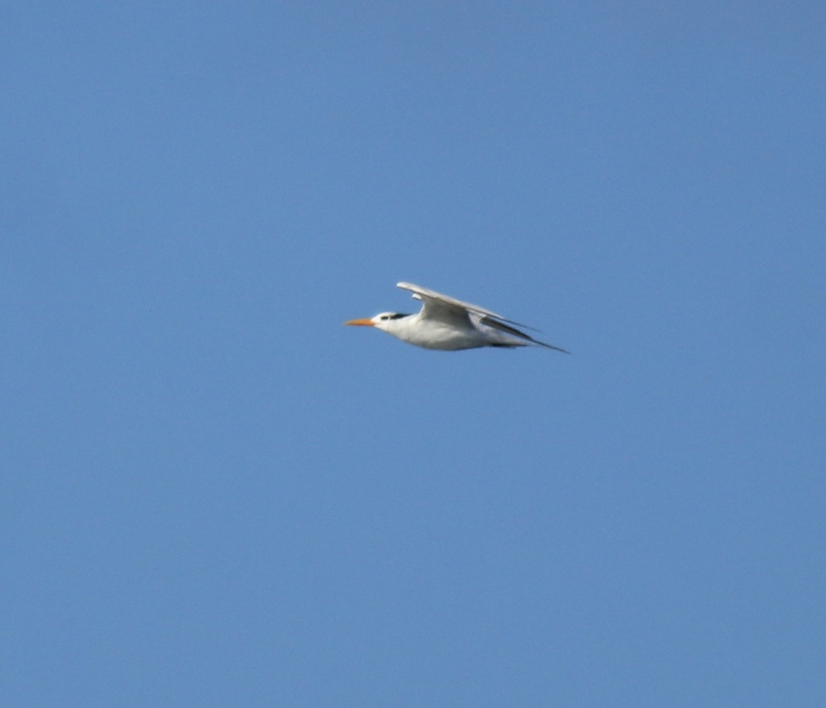 Lesser Crested Tern - ML630158814