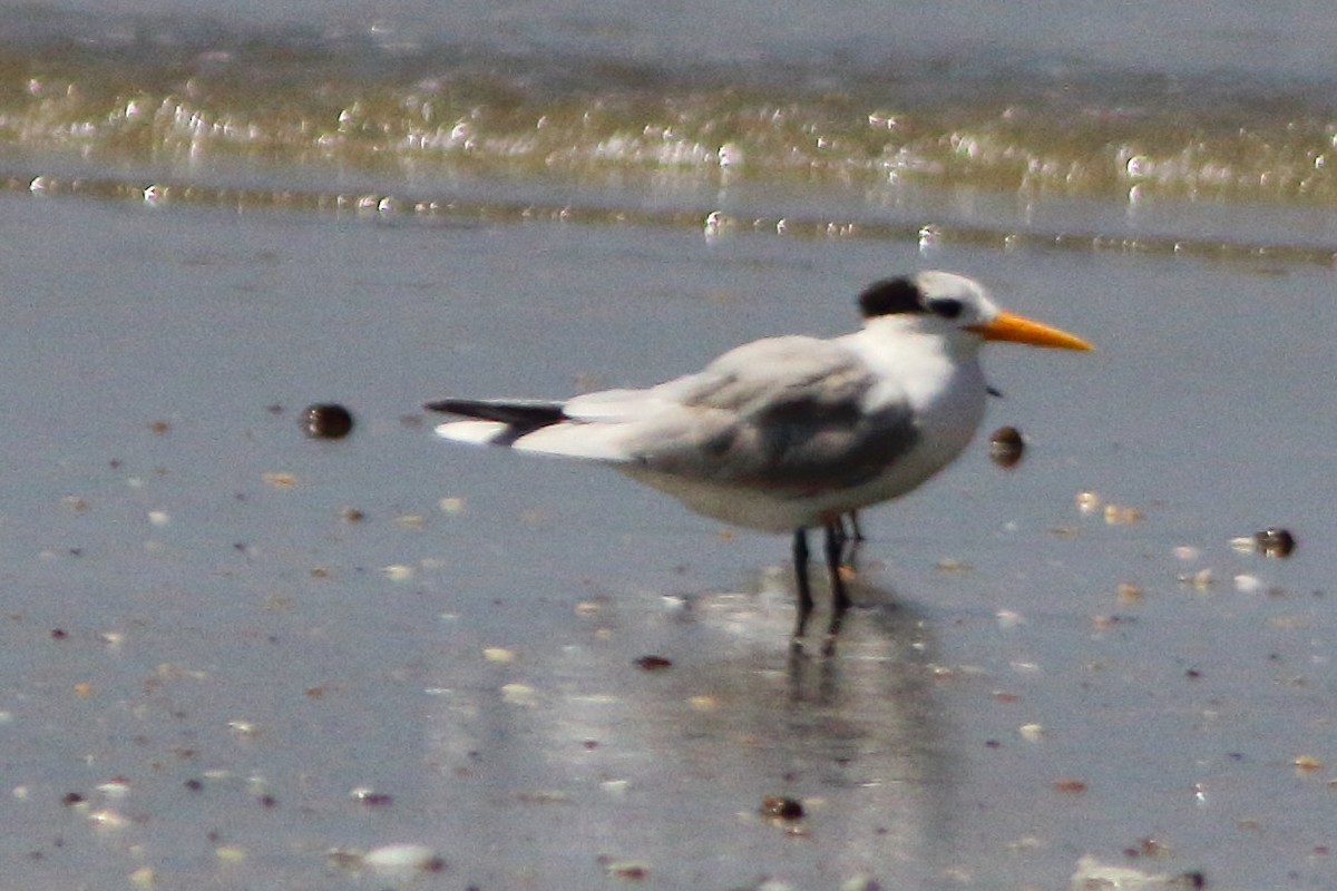 Lesser Crested Tern - ML630158919