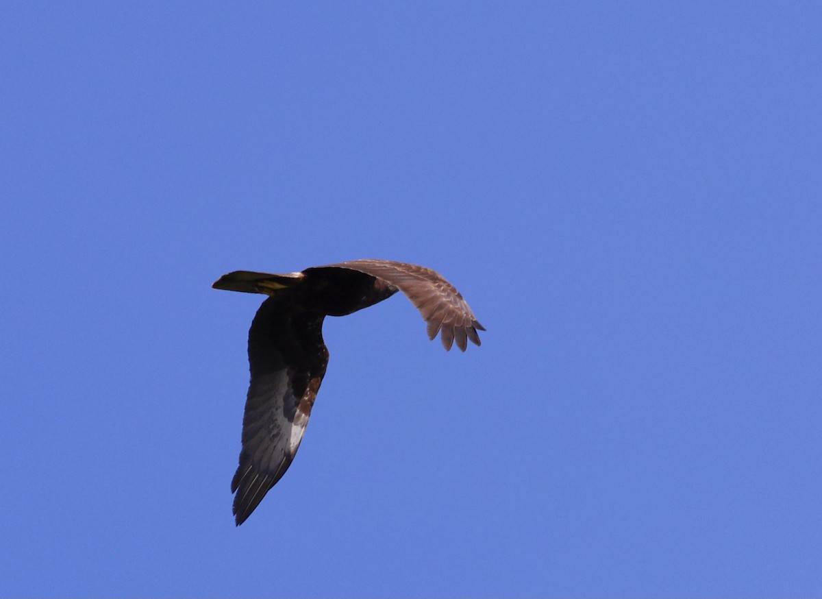 Eastern Marsh Harrier - ML630159022