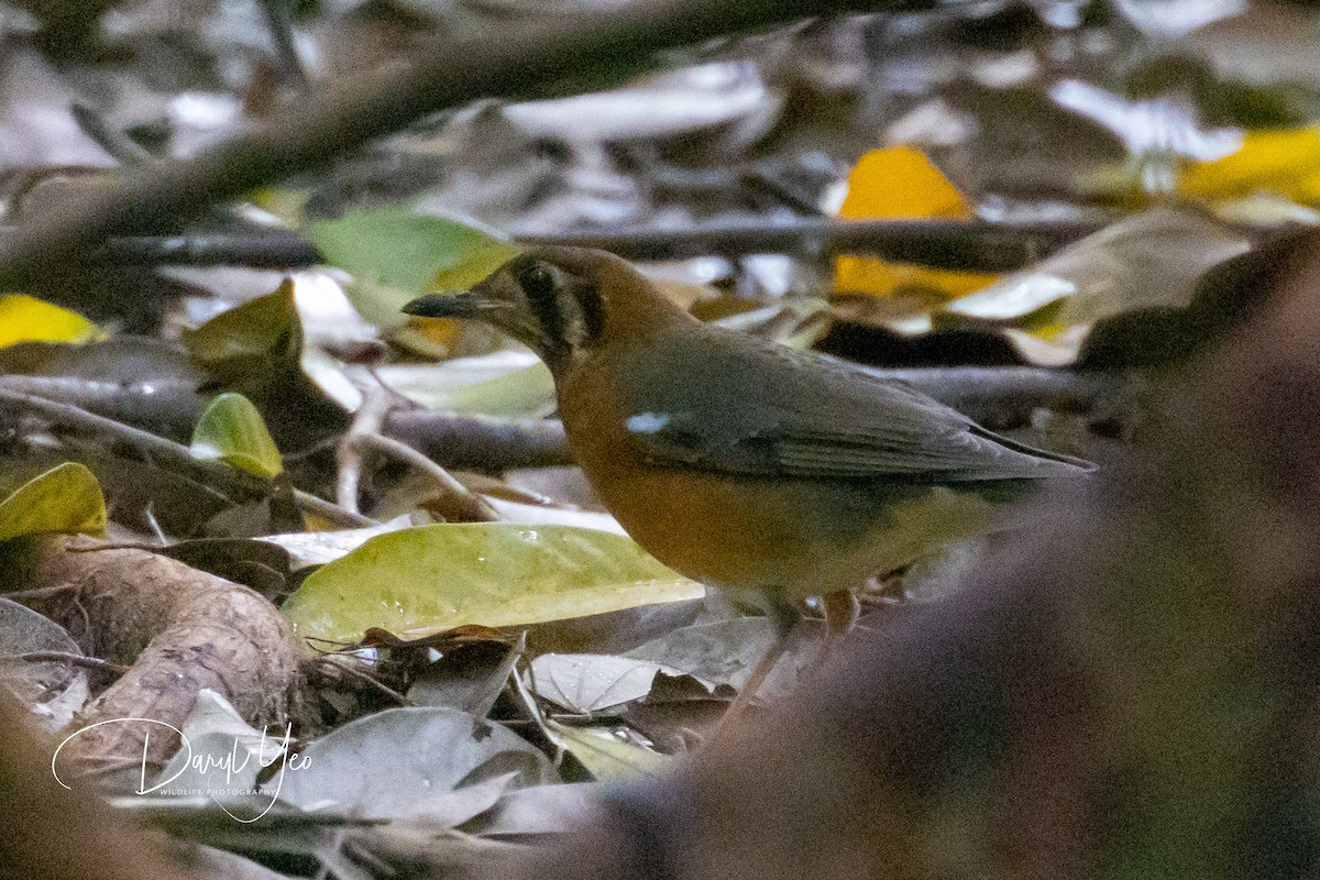 Orange-headed Thrush (Buff-throated) - ML630159027