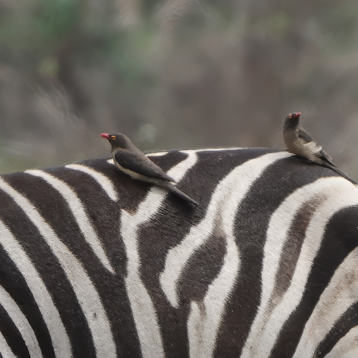 Red-billed Oxpecker - ML630159076