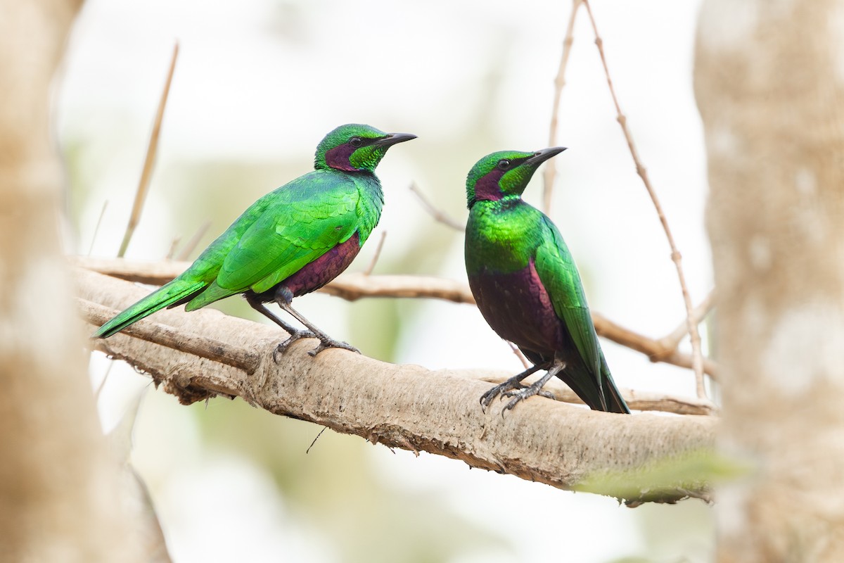 Emerald Starling - ML630159087
