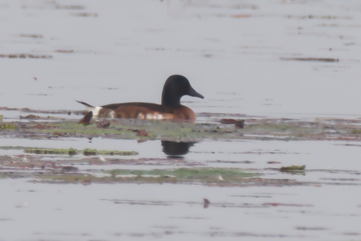 Baer's Pochard - ML630159159