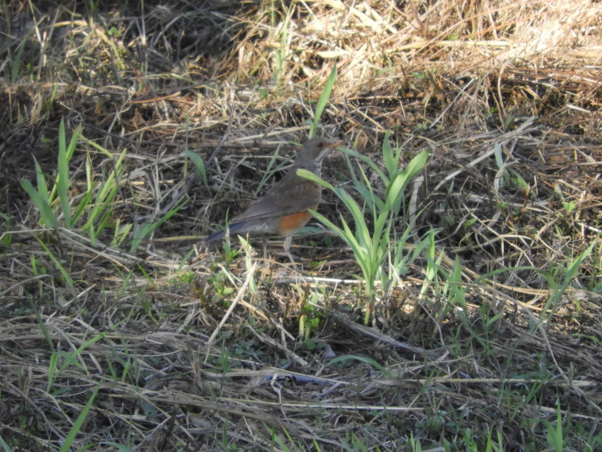 Дрізд мексиканський (підвид rufopalliatus) - ML630159160