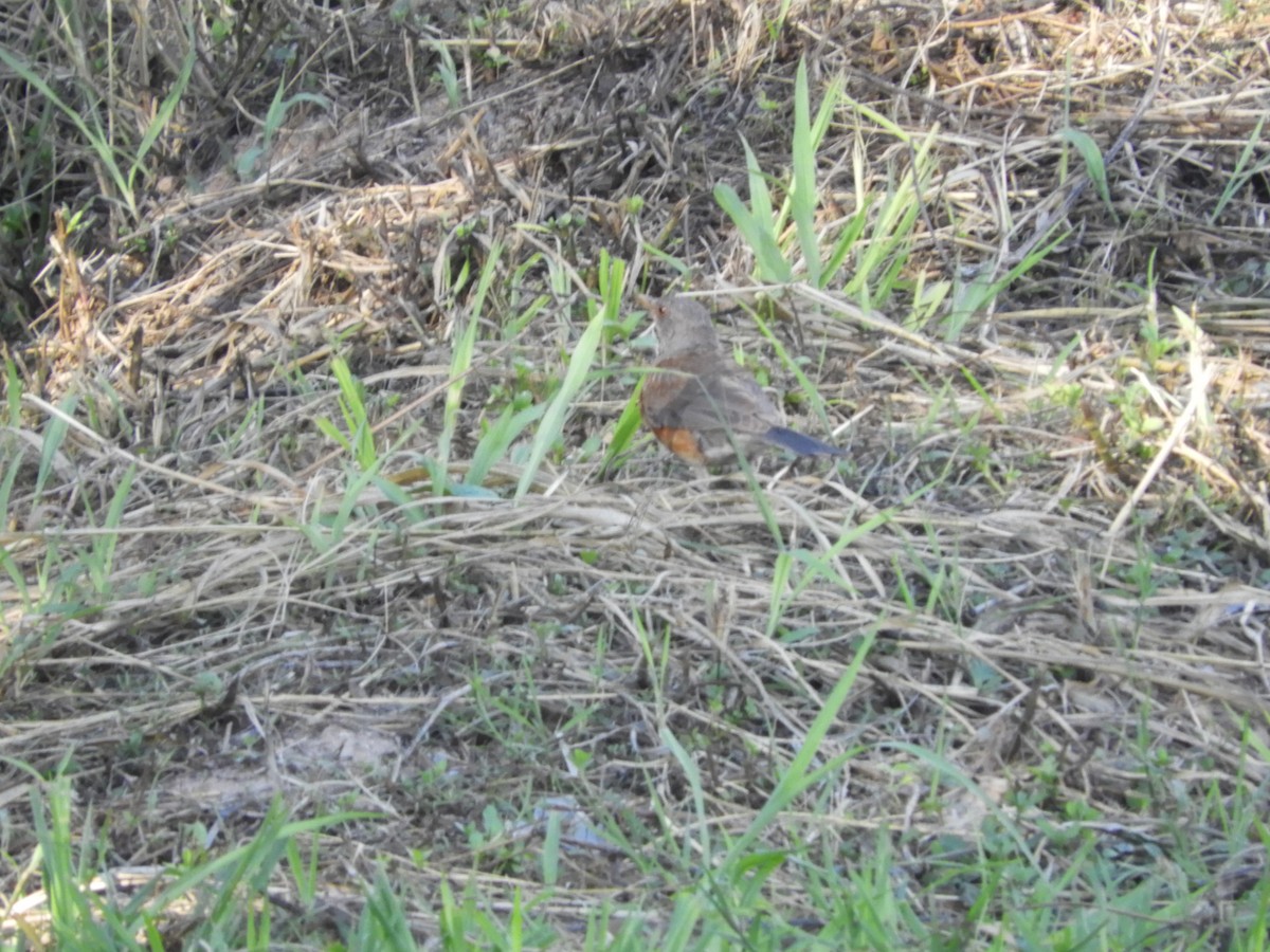 Дрізд мексиканський (підвид rufopalliatus) - ML630159161